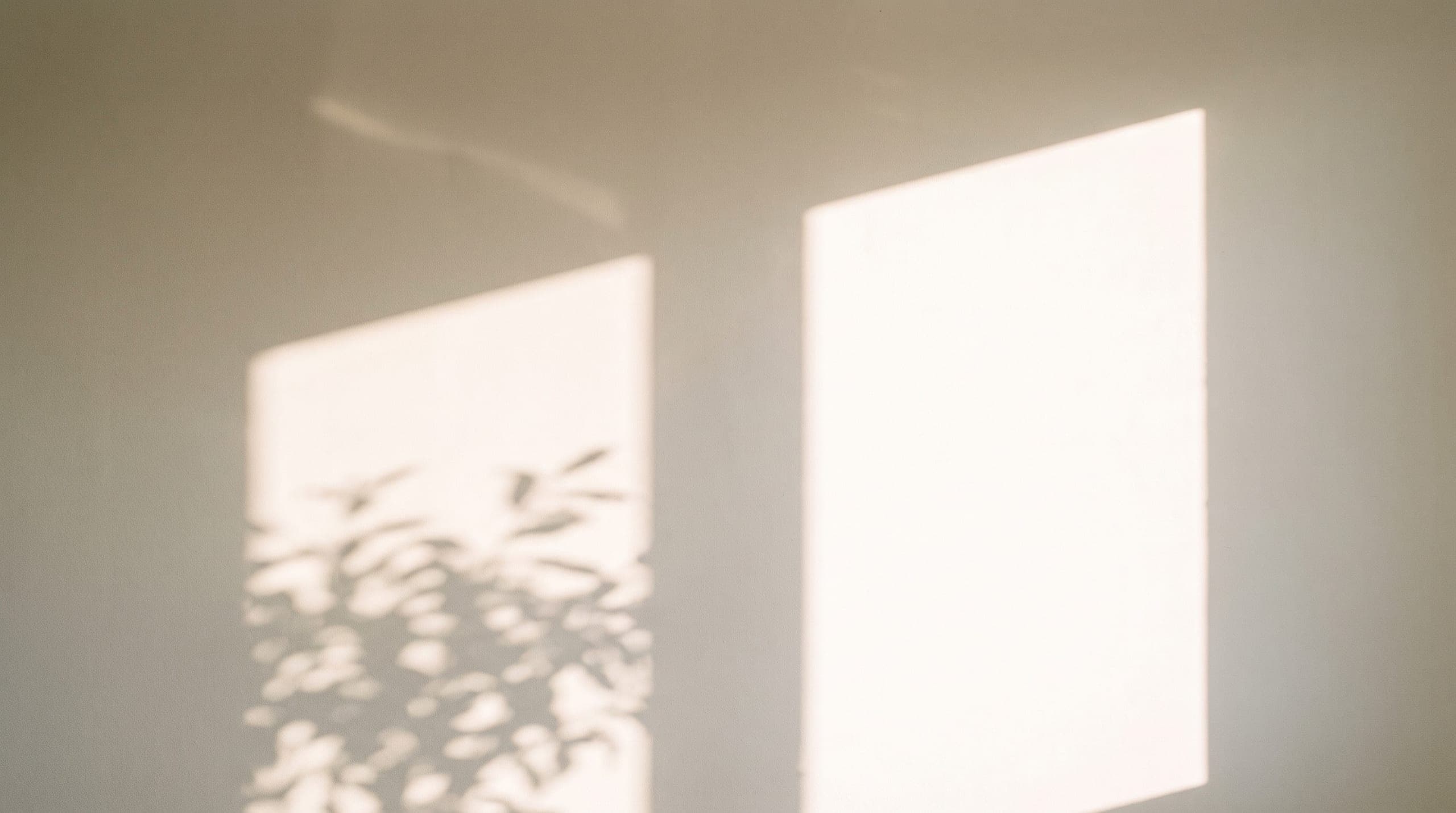 A crisp patch of midday sun and a soft leaf shadow across a clean pale wall