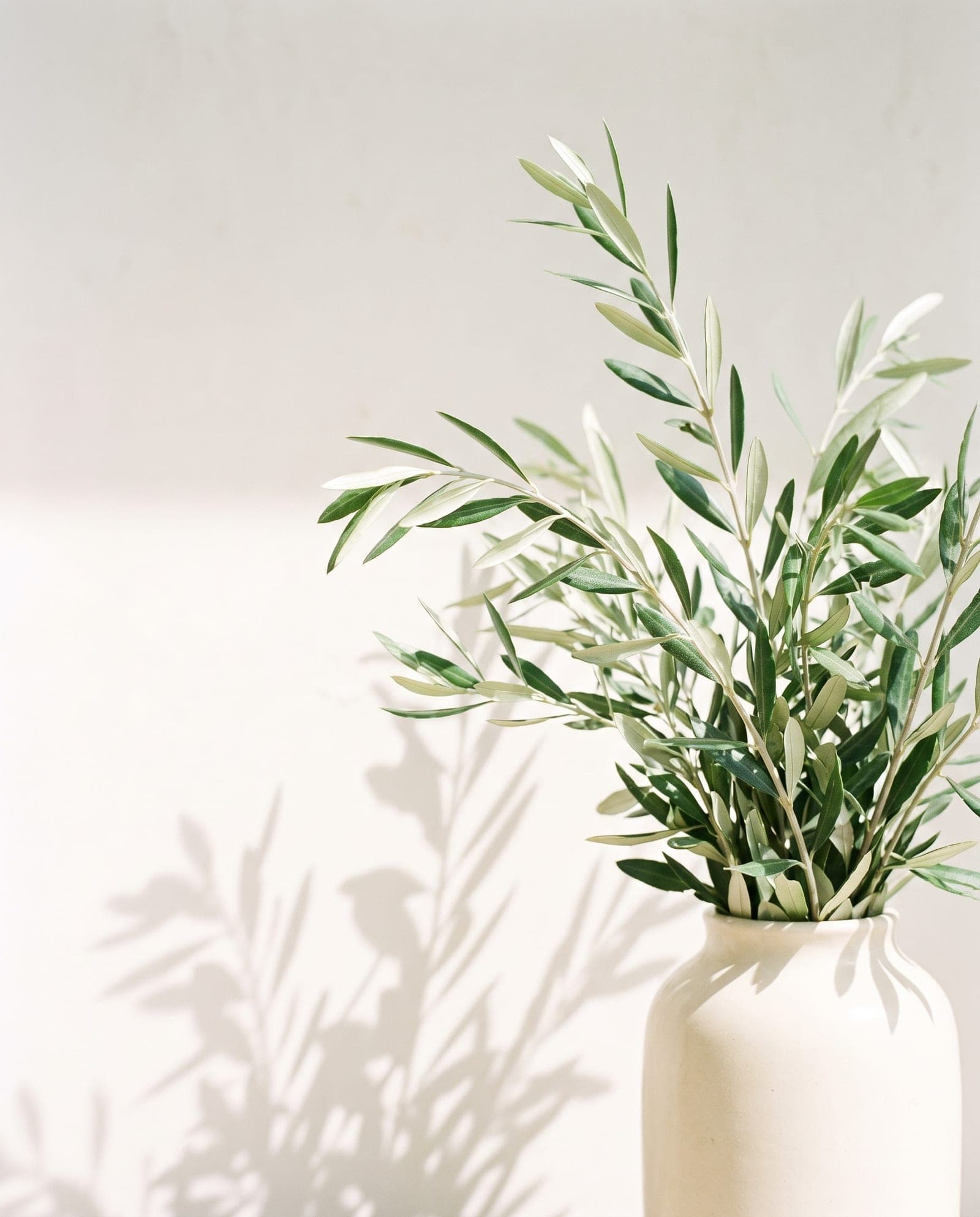 Green olive branches in a cream ceramic vase against a sunlit wall.