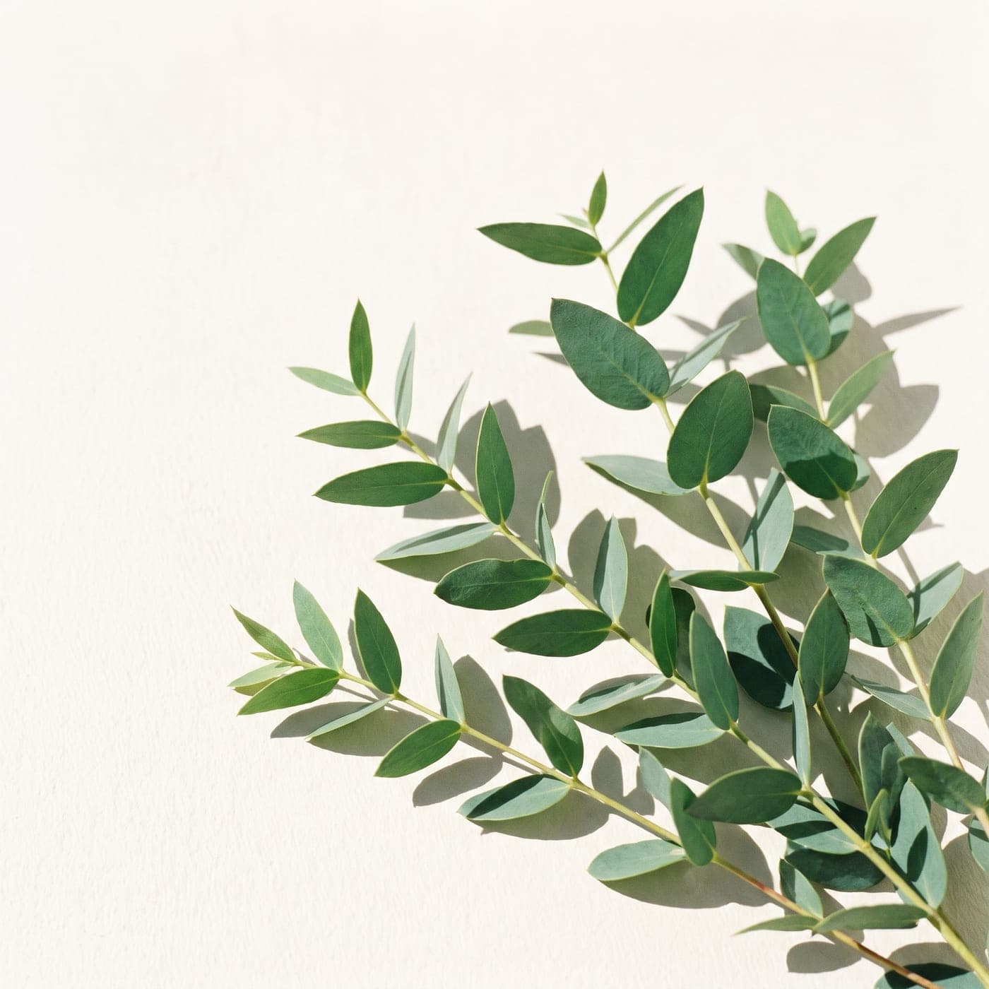 Fresh eucalyptus stems on a pale surface with crisp, soft shadows.